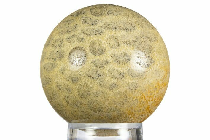 Polished Oligocene Fossil Coral Sphere - Philippines #330205